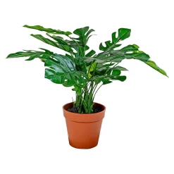 Boliginteriør BOLIGINTERIØR MONSTERA KUNSTIG PLANTE 30 CM^ Boligindretning