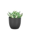 Boliginteriør BOLIGINTERIØR SUKULENT KUNSTIG PLANTE 14 CM^ Boligindretning