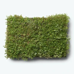 GrowTek SEDUMBAKKE Online