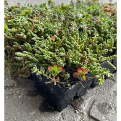 GrowTek SEDUMBAKKE Online