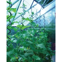 Juliana PLANTESPIRAL New